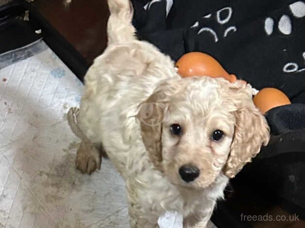 F1b Male Cockapoo puppies for sale in Wallasey, Merseyside - Image 5