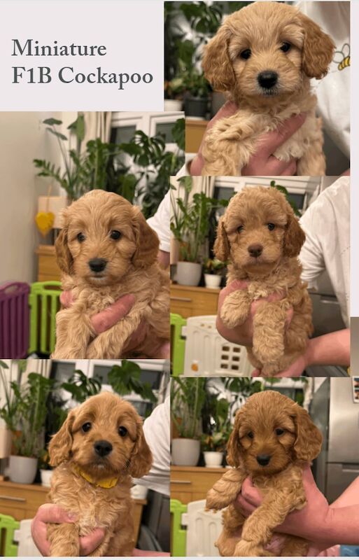 F1B Miniature Cockapoo for sale in Southampton, Hampshire