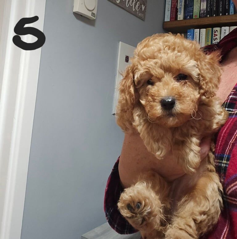 F1B Miniture Cockapoo female for sale in Port Talbot, West Glamorgan