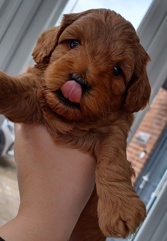 F1b miniture cockapoo puppy for sale in Gorleston-on-Sea, Norfolk