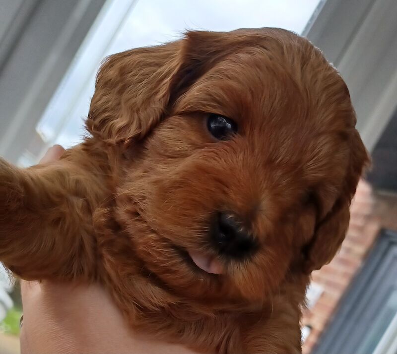 F1b miniture cockapoo puppy for sale in Gorleston-on-Sea, Norfolk - Image 2