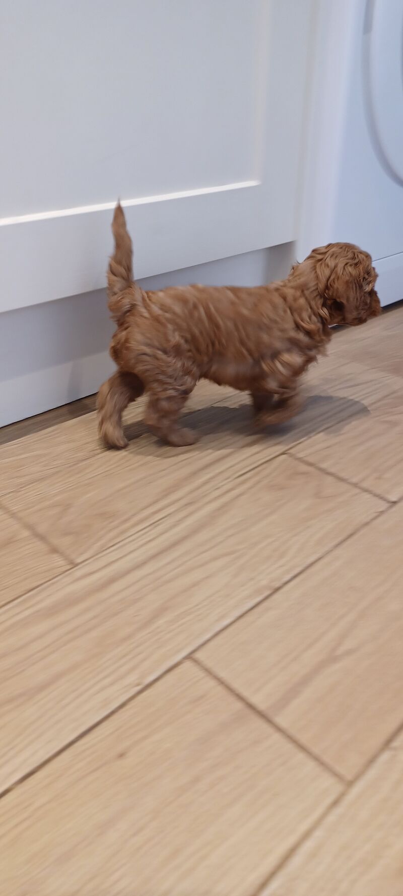 F1b miniture cockapoo puppy for sale in Gorleston-on-Sea, Norfolk - Image 3