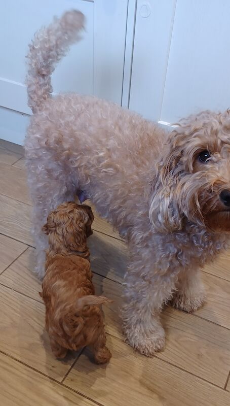 F1b miniture cockapoo puppy for sale in Gorleston-on-Sea, Norfolk - Image 4