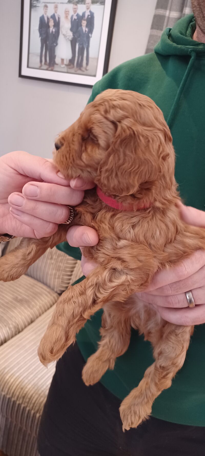 F1b miniture cockapoo puppy for sale in Gorleston-on-Sea, Norfolk - Image 5