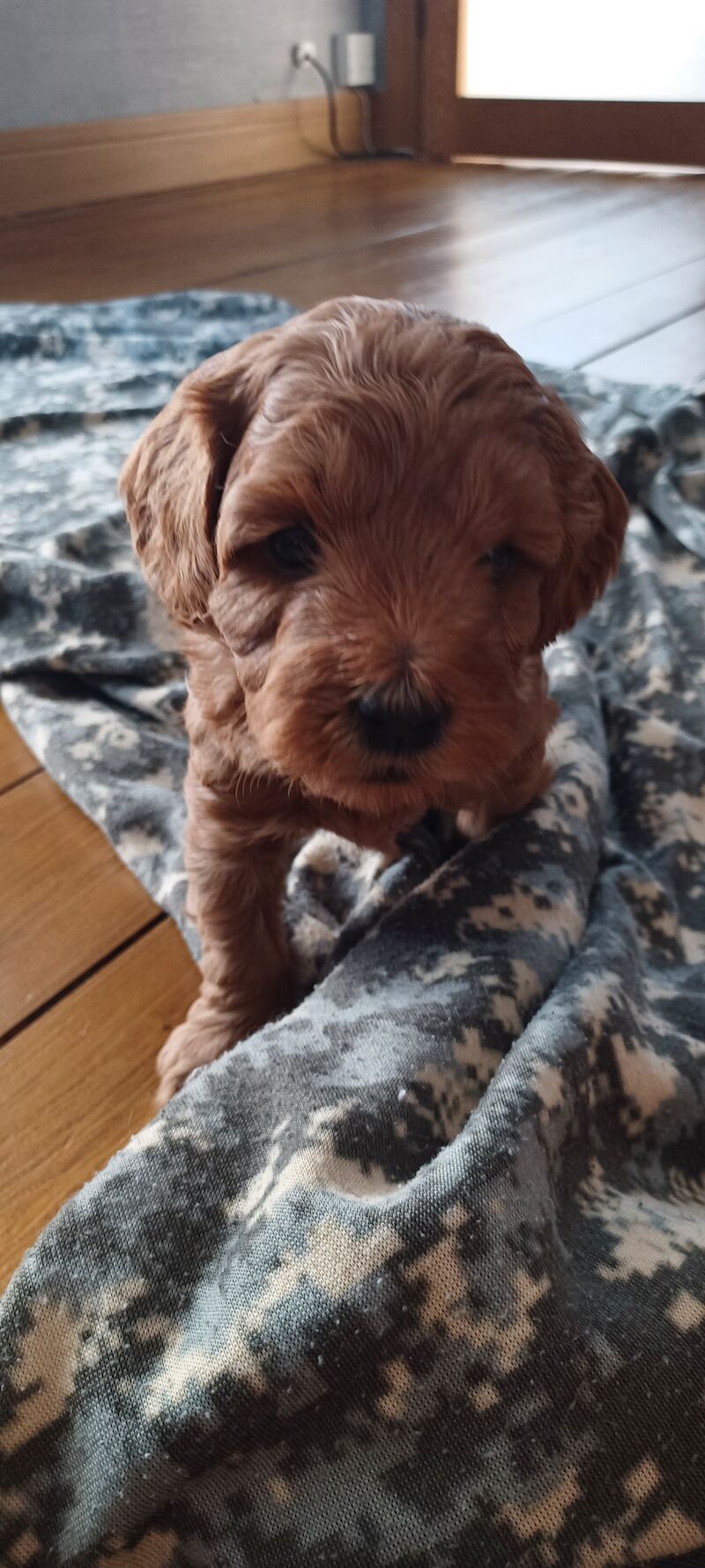 F1b miniture cockapoo puppy for sale in Gorleston-on-Sea, Norfolk - Image 8