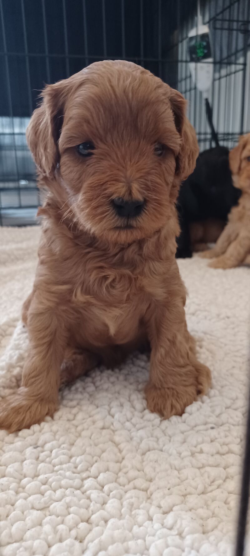 F1b miniture cockapoo puppy for sale in Gorleston-on-Sea, Norfolk - Image 9