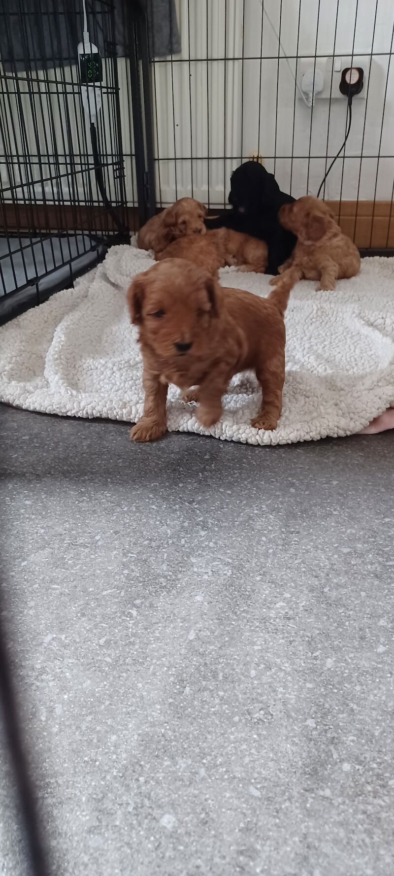 F1b miniture cockapoo puppy for sale in Gorleston-on-Sea, Norfolk - Image 10