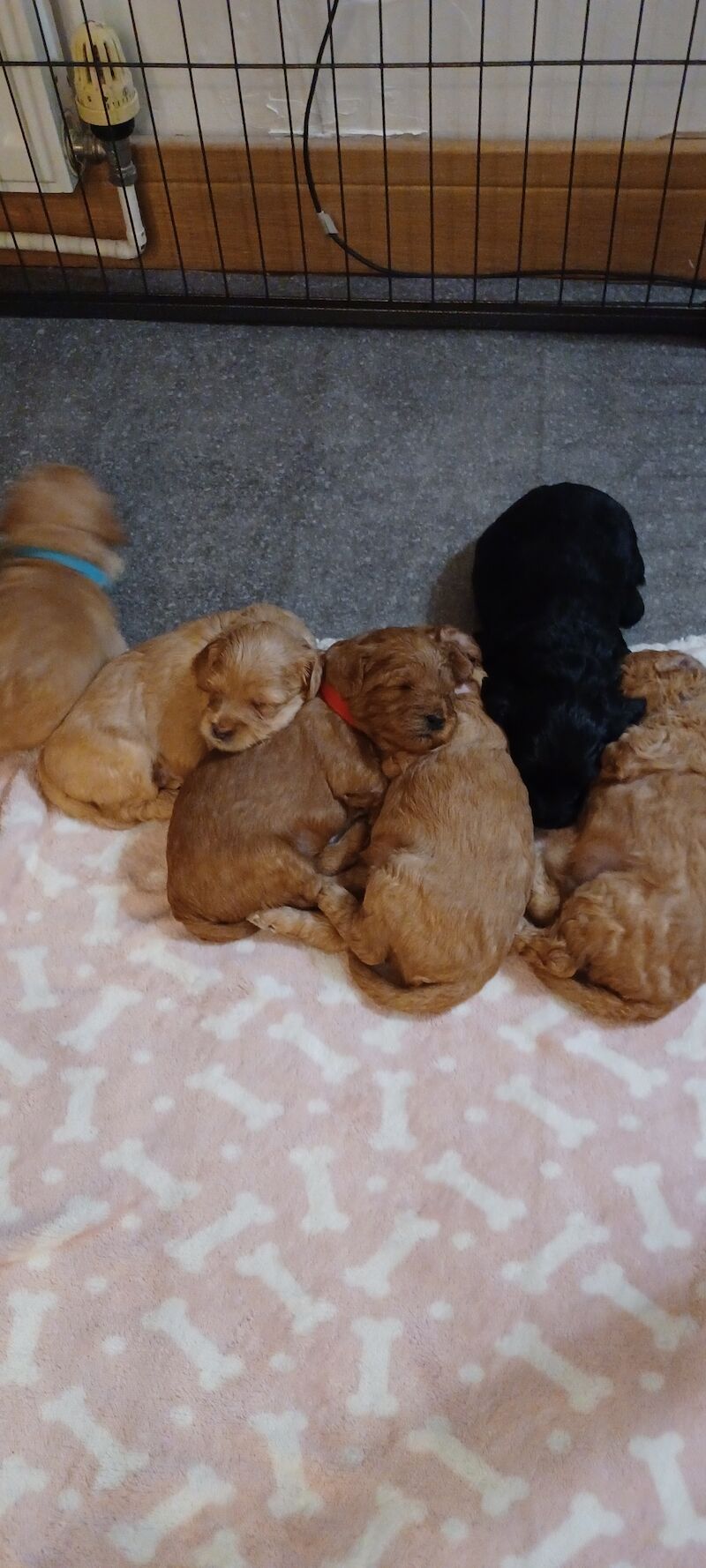 F1b miniture cockapoo puppy for sale in Gorleston-on-Sea, Norfolk - Image 12