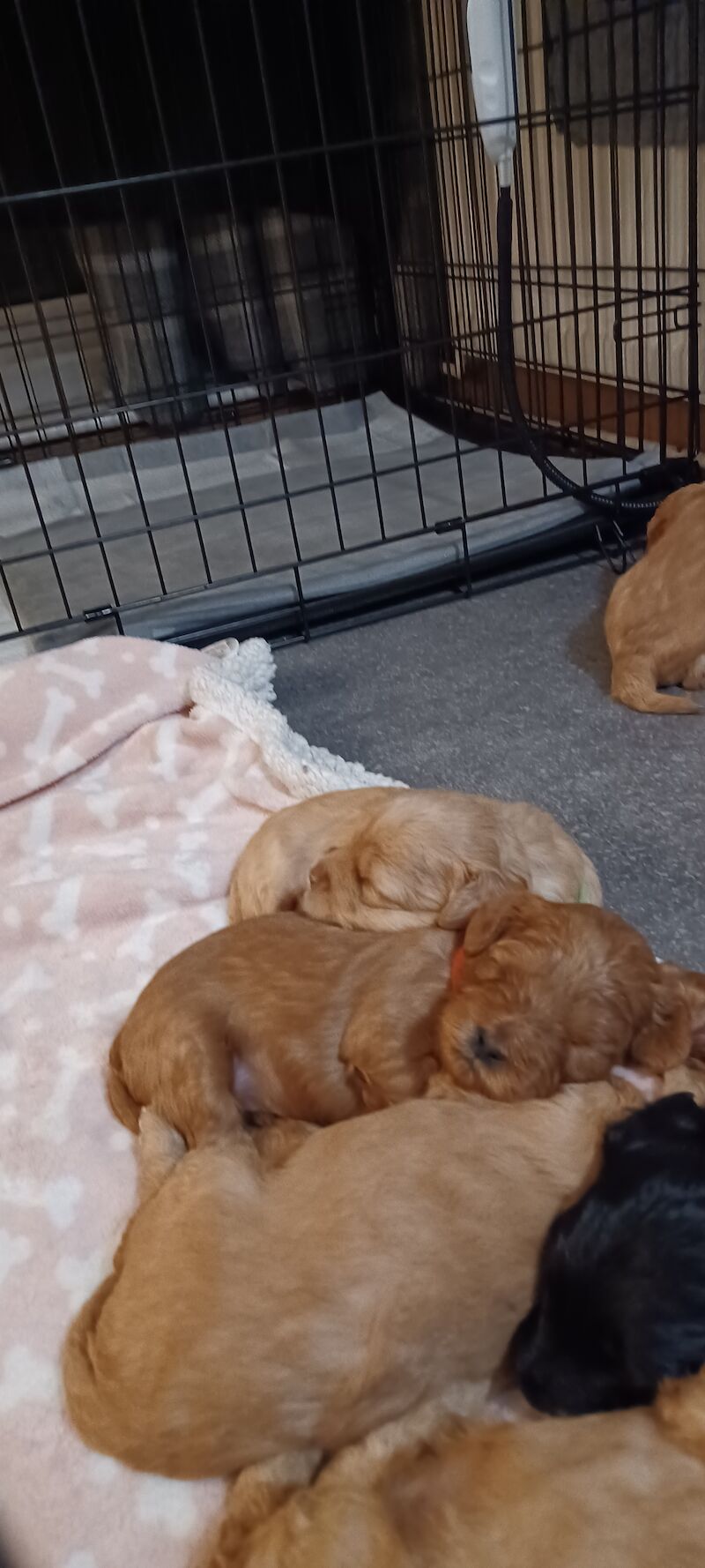 F1b miniture cockapoo puppy for sale in Gorleston-on-Sea, Norfolk - Image 13