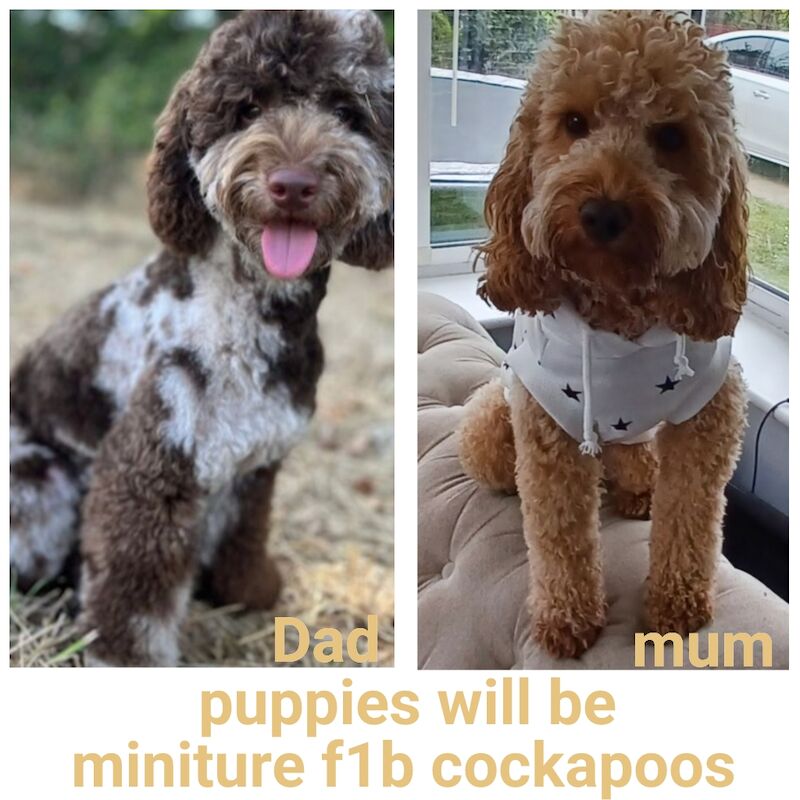 F1b miniture cockapoo puppy for sale in Gorleston-on-Sea, Norfolk - Image 15