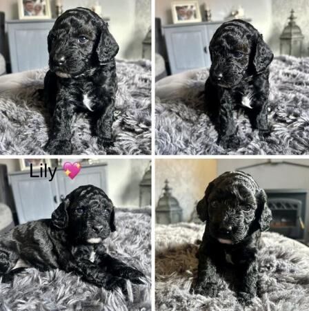 F1B Now only 4 gorgeous cockapoo pups left cockerpoo for sale in Ossett, West Yorkshire