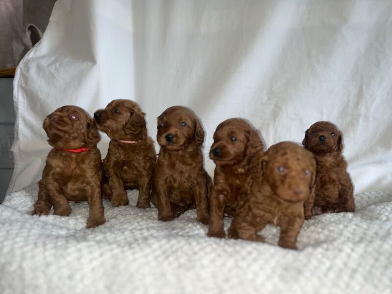 F1b red cockapoo's health/genetic tested clear for sale in Doncaster, South Yorkshire