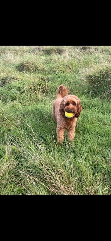 Cockapoo Puppies for sale in South Yorkshire