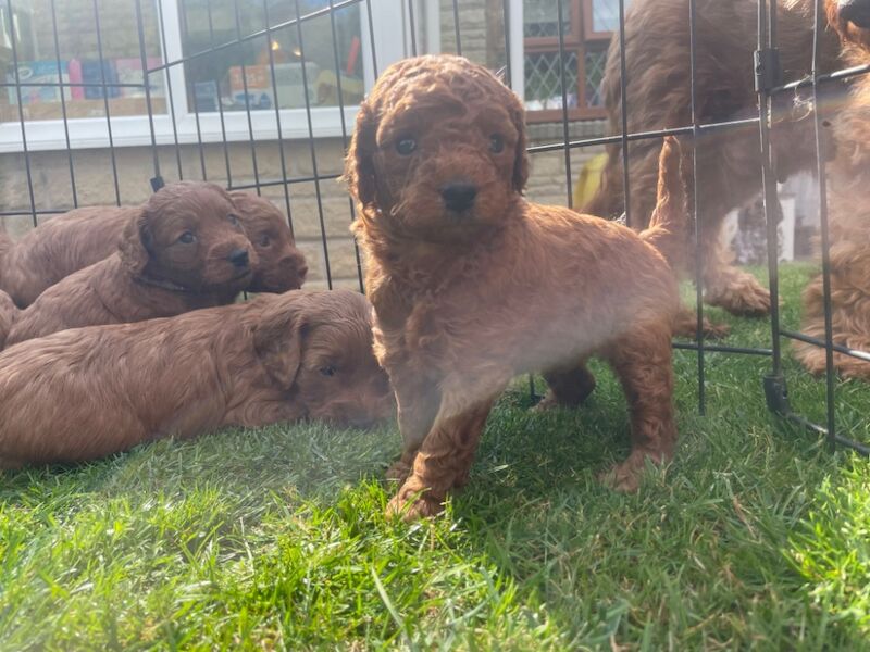 F1b red cockapoo's health/genetic tested clear for sale in Doncaster, South Yorkshire - Image 4