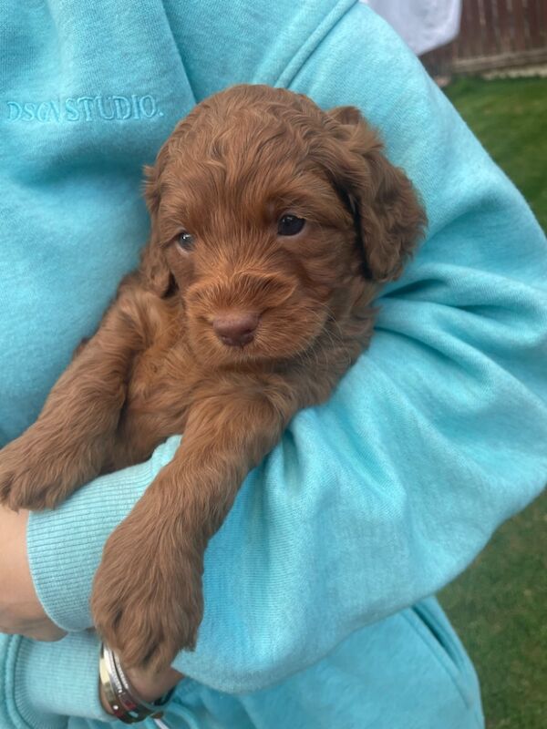 F1b red cockapoo's health/genetic tested clear for sale in Doncaster, South Yorkshire - Image 5