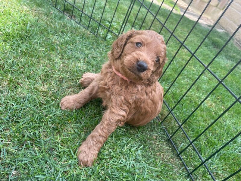 F1b red cockapoo's health/genetic tested clear for sale in Doncaster, South Yorkshire - Image 6