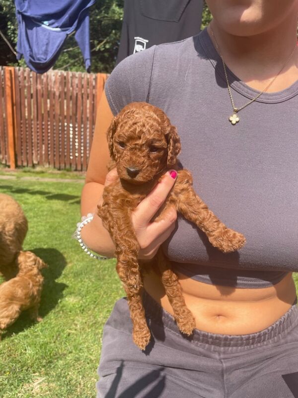 F1b red cockapoo's health/genetic tested clear for sale in Doncaster, South Yorkshire - Image 7