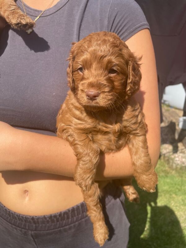 F1b red cockapoo's health/genetic tested clear for sale in Doncaster, South Yorkshire - Image 8