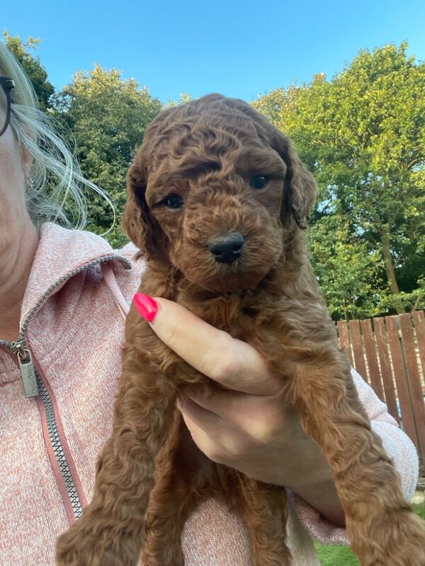 F1b red cockapoo's health/genetic tested clear for sale in Doncaster, South Yorkshire - Image 9