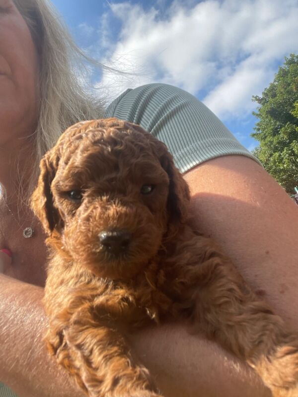 F1b red cockapoo's health/genetic tested clear for sale in Doncaster, South Yorkshire - Image 10