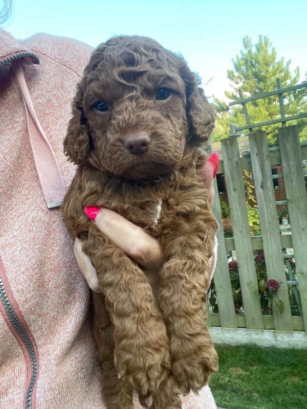 F1b red cockapoo's health/genetic tested clear for sale in Doncaster, South Yorkshire - Image 11