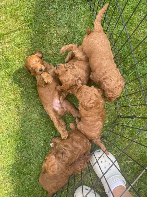 F1b red cockapoo's health/genetic tested clear for sale in Doncaster, South Yorkshire - Image 12