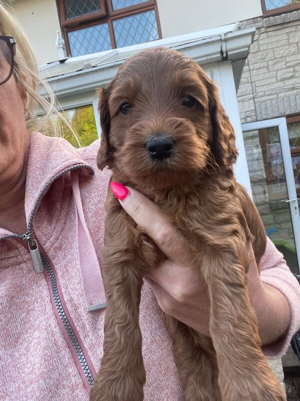 F1b red cockapoo's health/genetic tested clear for sale in Doncaster, South Yorkshire - Image 13