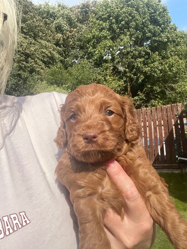 F1b red cockapoo's health/genetic tested clear for sale in Doncaster, South Yorkshire - Image 14