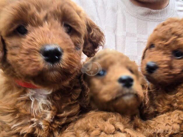 **F1B Toy Cockapoo Puppies (75% poodle) for sale in Banbury, Oxfordshire