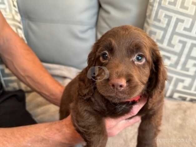 Cockapoo Puppies For Sale in Mountain Ash/Aberpennar, Rhondda Cynon Taf