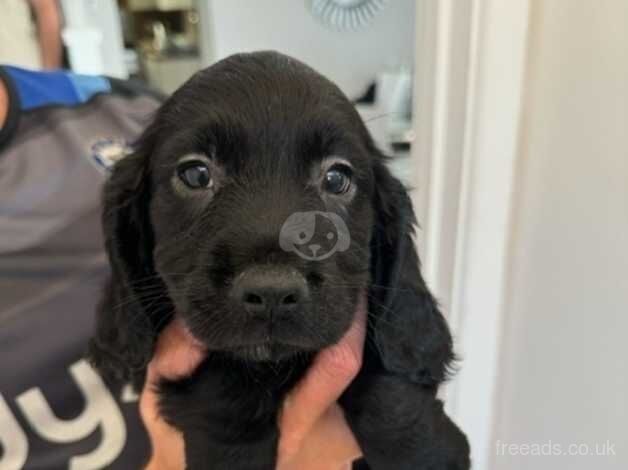 Cockapoo Puppies For Sale in Mountain Ash/Aberpennar, Rhondda Cynon Taf - Image 3