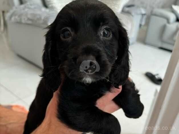 Cockapoo Puppies For Sale in Mountain Ash/Aberpennar, Rhondda Cynon Taf - Image 4