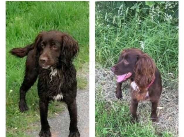 Cockapoo Puppies For Sale in Mountain Ash/Aberpennar, Rhondda Cynon Taf - Image 5