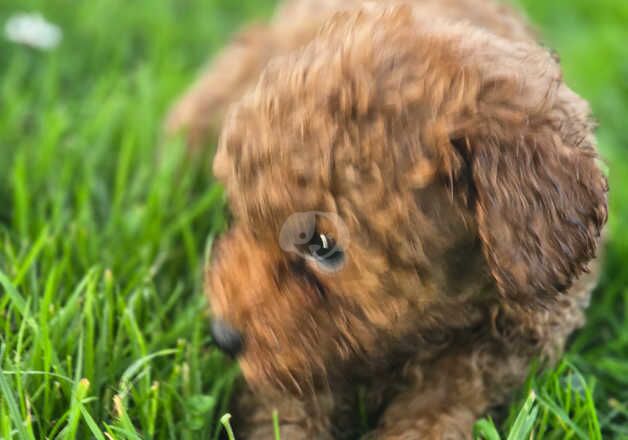 F1bb cockapoo puppies for sale in Swansea/Abertawe, Swansea