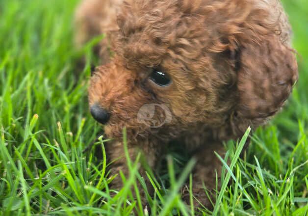 F1bb cockapoo puppies for sale in Swansea/Abertawe, Swansea - Image 2