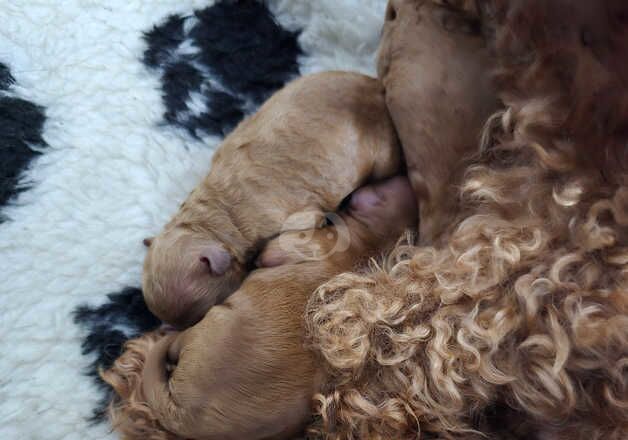 Cockapoo Puppies for sale in Swansea