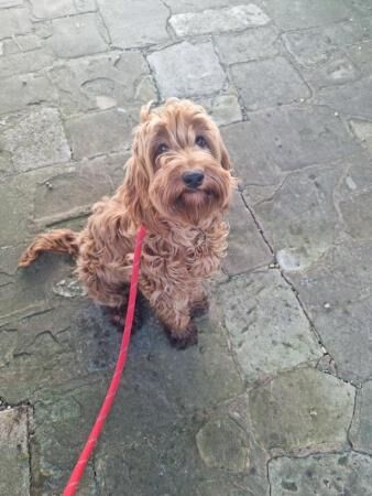 F2 Cockapoo in need of special home for sale in Bishop's Stortford, Hertfordshire - Image 1