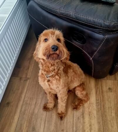 F2 Cockapoo in need of special home for sale in Bishop's Stortford, Hertfordshire - Image 3
