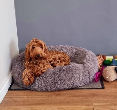 F2 Cockapoo in need of special home for sale in Bishop's Stortford, Hertfordshire - Image 4
