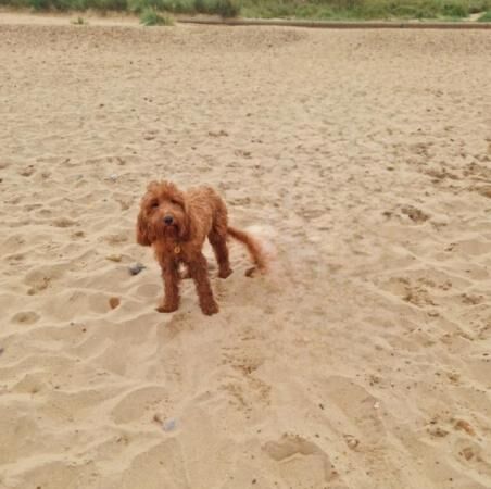 F2 Cockapoo in need of special home for sale in Bishop's Stortford, Hertfordshire - Image 5