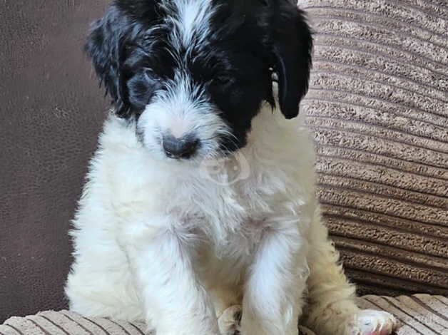 F2 Cockapoo Male Puppies for sale in Angus - Image 1