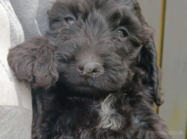 F2 Cockapoo Male Puppies for sale in Angus - Image 4