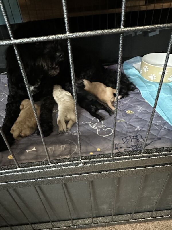 F2 cockapoo puppies for sale in Havant, Hampshire - Image 2