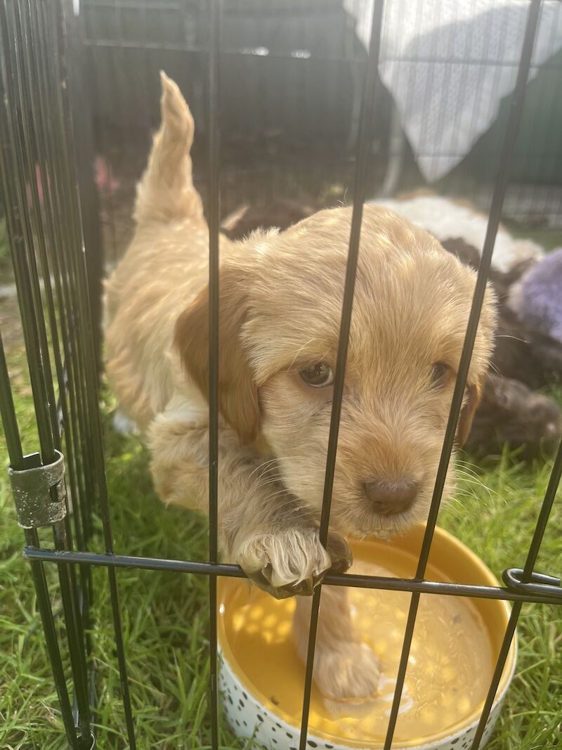 F2 cockapoo puppies available now for sale in Cheshire - Image 1