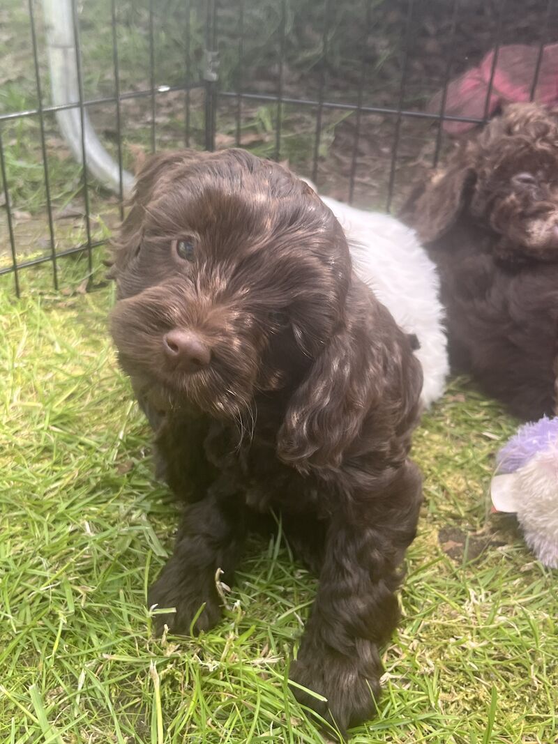 F2 cockapoo puppies available now for sale in Cheshire - Image 2