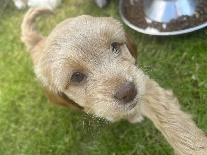 F2 cockapoo puppies available now for sale in Cheshire - Image 3