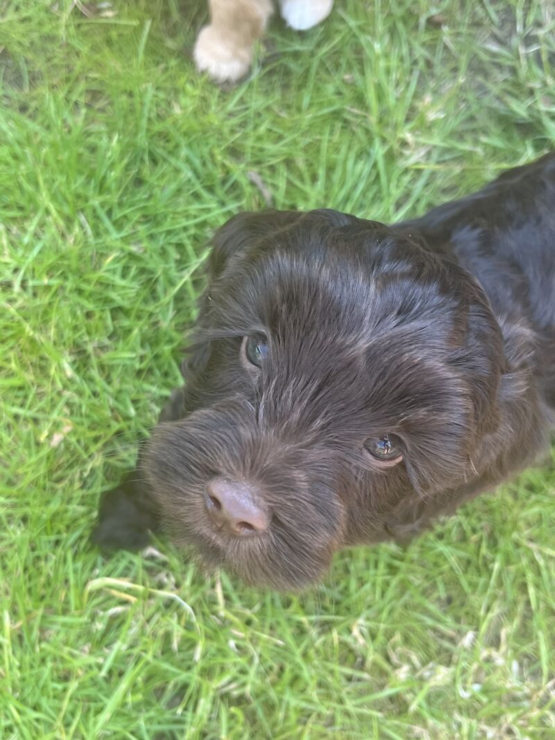 F2 cockapoo puppies available now for sale in Cheshire - Image 4