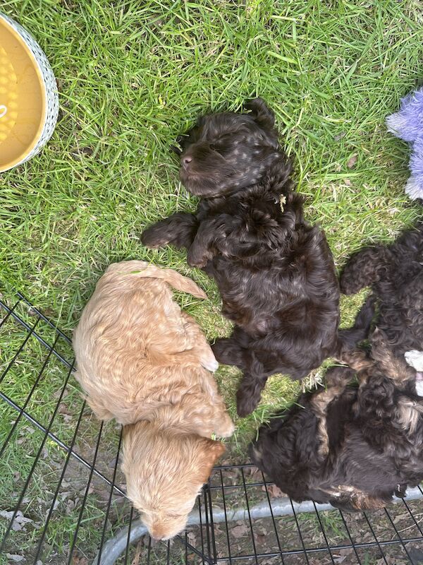 F2 cockapoo puppies available now for sale in Cheshire - Image 5