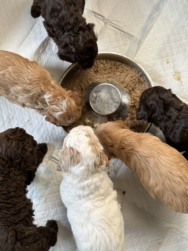 F2 cockapoo puppies available now for sale in Cheshire - Image 6