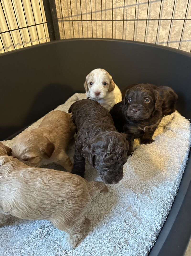 F2 cockapoo puppies available now for sale in Cheshire - Image 8